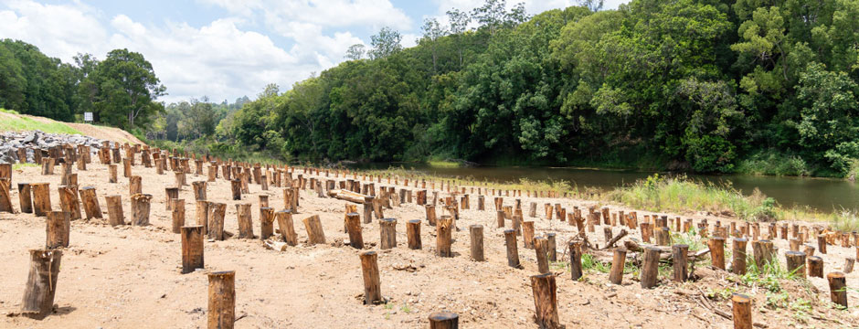 Tweed river rehabilitation - timber pins